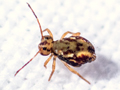 Dicyrtomina saundersi